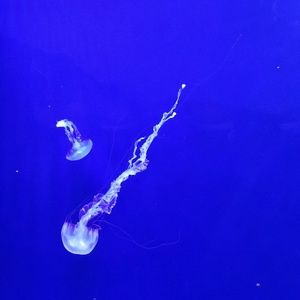 Meet your Posher, Avion